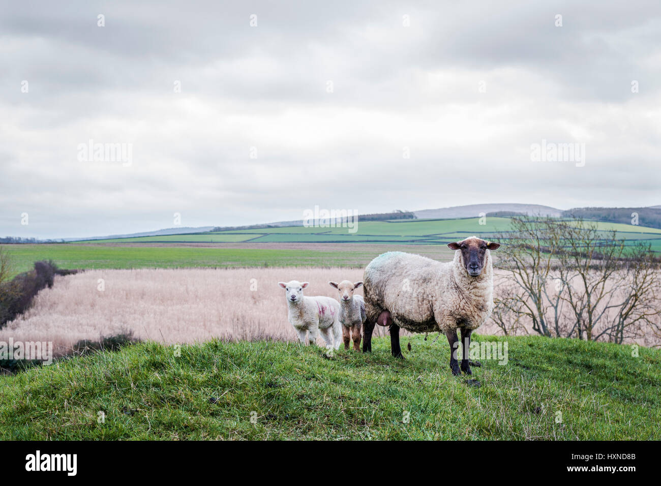 A sheep with lambs Stock Photo