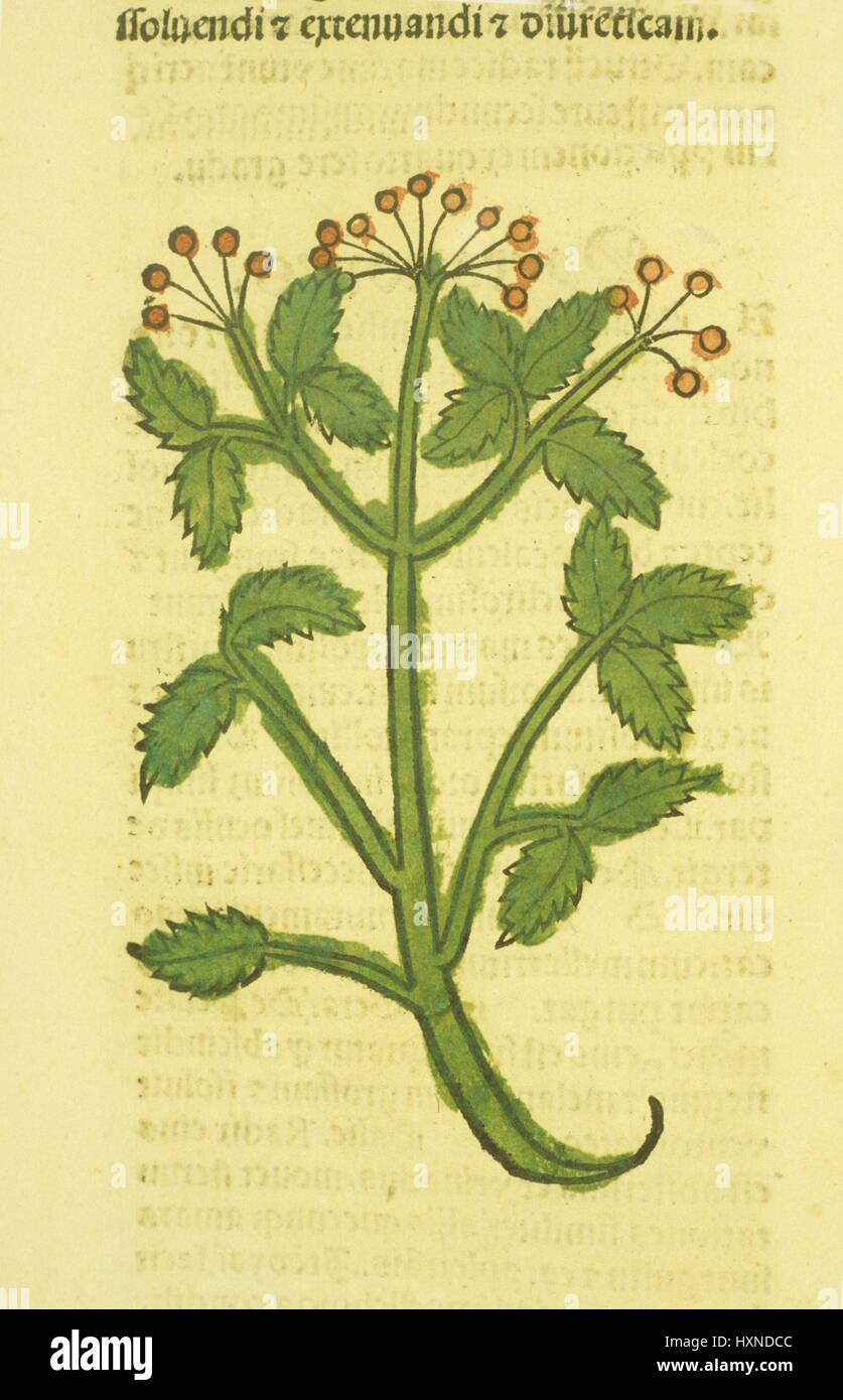Illustration depicting the medicinal herb Corandrum, 1900. Stock Photo