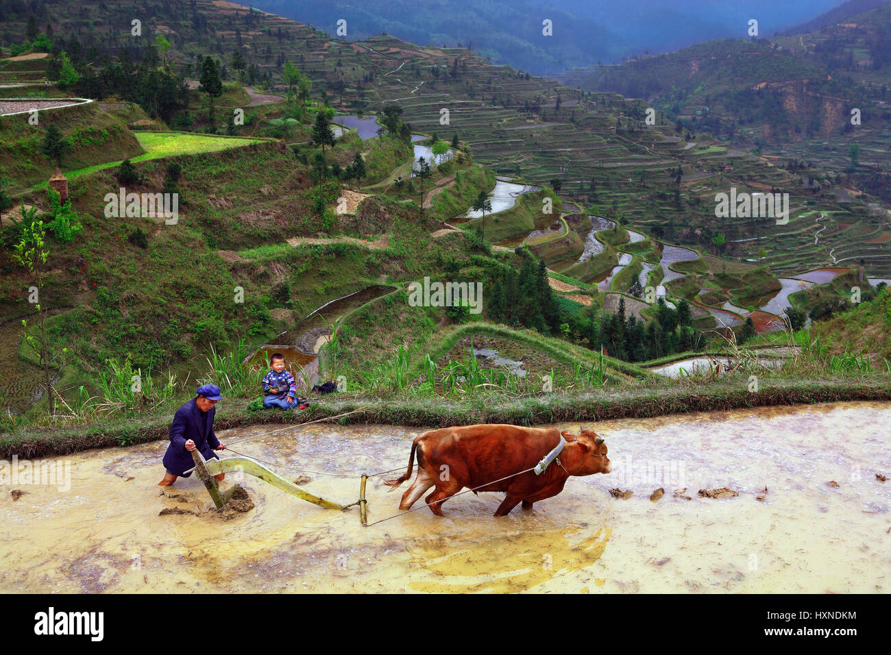 GUIZHOU PROVINCE, CHINA - APRIL 17: Chinese peasant tills the soil on the paddy field, Buffalo pulling a plow, April 17, 2010.  Xijiang Miao village,  Stock Photo