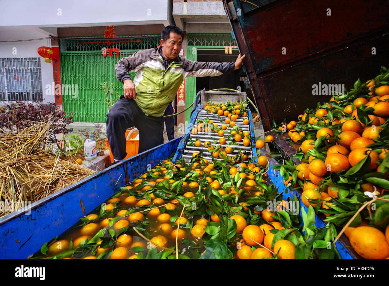 YANGSHUO, GUANGXI, CHINA - MARCH 31, 2010:  Processing of the spring harvest of oranges in a small plant in the south-western China, March 31, 2010.   Stock Photo
