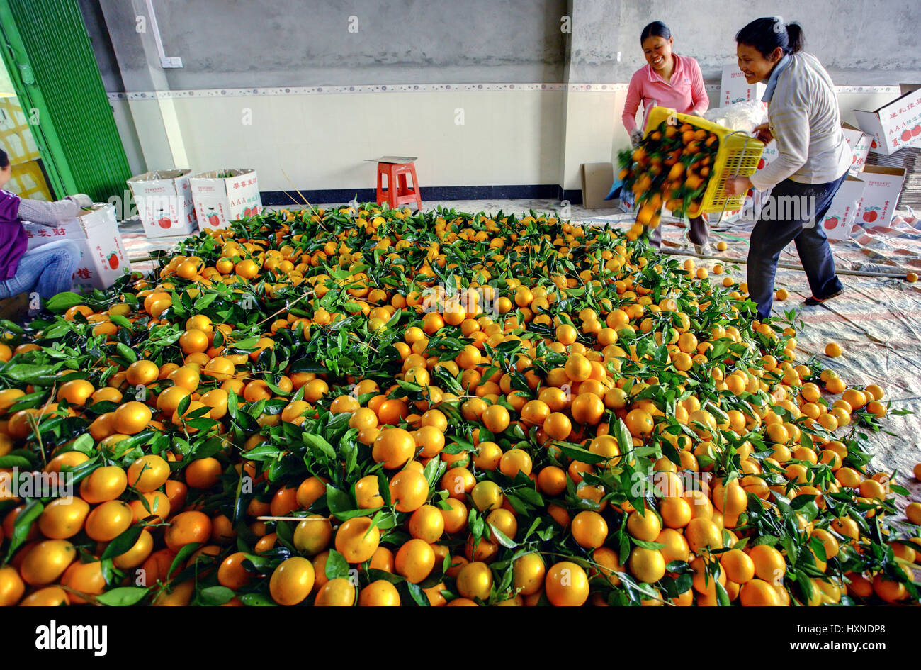 YANGSHUO, GUANGXI, CHINA - MARCH 31: Processing of Chinese oranges spring harvest, March 31, 2010. Chinese women unloaded oranges from a plastic box i Stock Photo