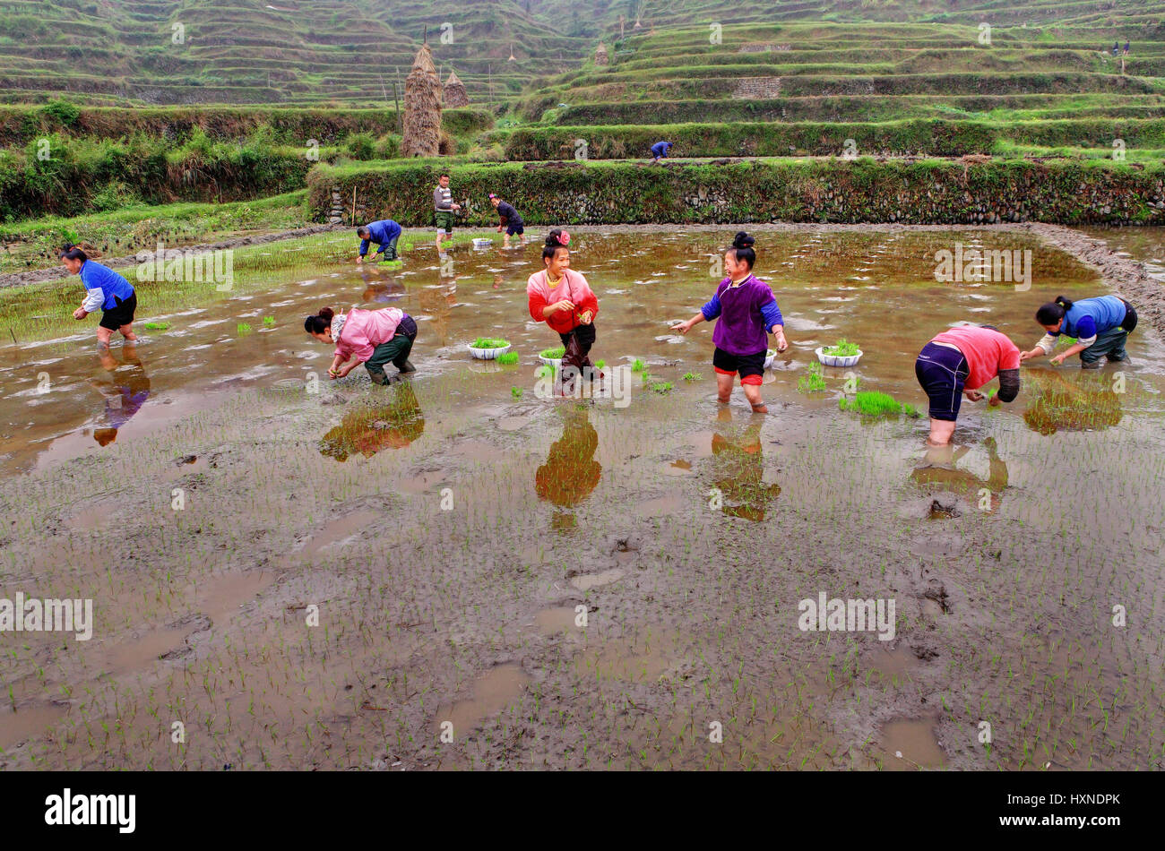 GUIZHOU, CHINA - APRIL 18: Spring field work in southwestern China, April 18, 2010. Chinese farmers are planting rice seedlings into soil. Women stand Stock Photo