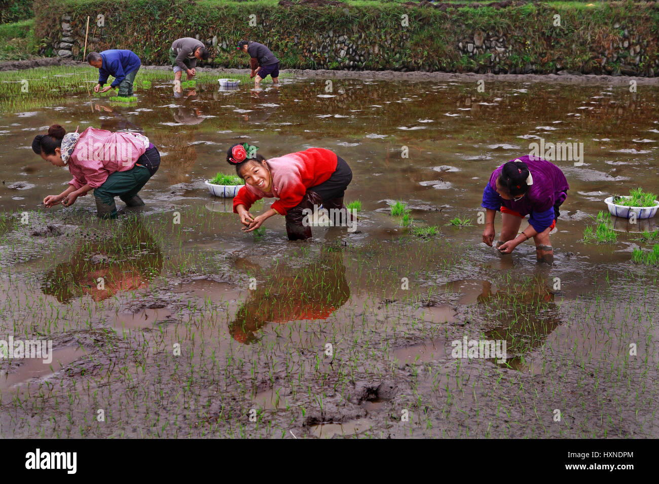 GUIZHOU, CHINA - APRIL 18: The peasant farm in southwestern China, the spring field work, planting rice the rice fields, April 18, 2010. Agriculture a Stock Photo
