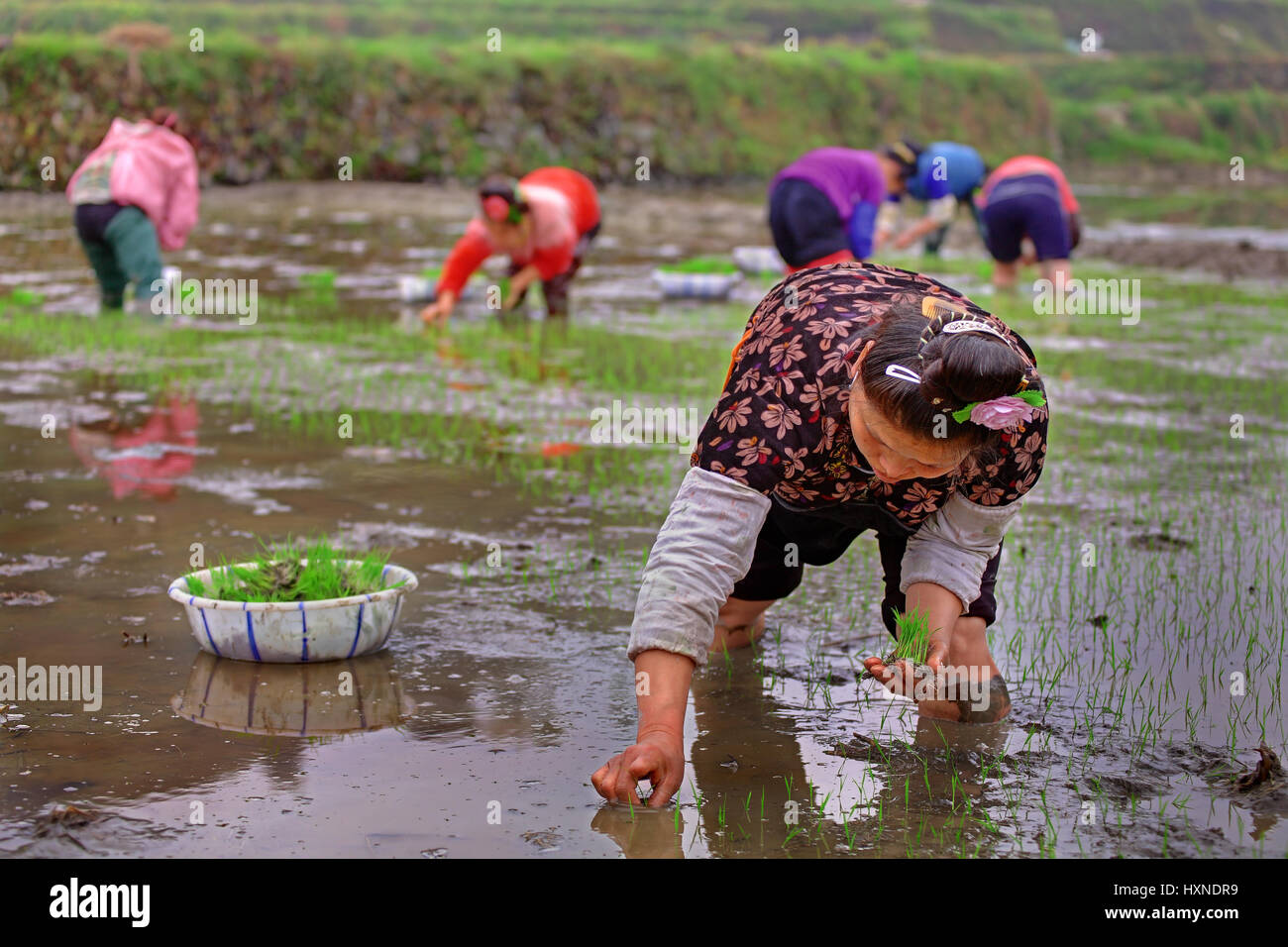 GUIZHOU, CHINA - APRIL 18:  Spring planting rice in Guizhou Province, April 18, 2010. Chinese woman stands knee-deep in water of rice field and holdin Stock Photo