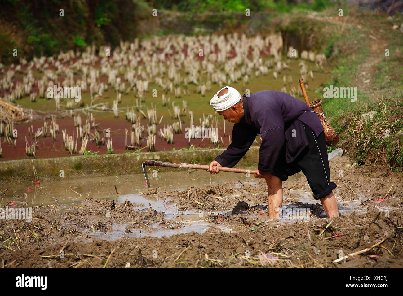 Chinese Man Rice Fields Chinese peasant cultivates rice field hoe hi-res stock photography and ...