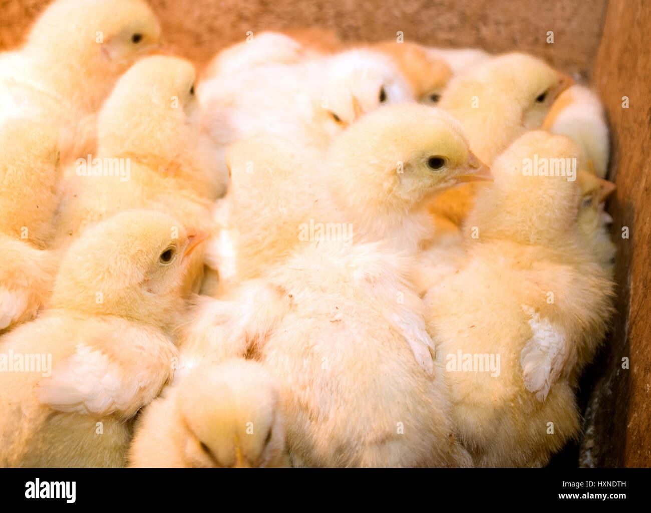 Photographing chicks in a box while they eat and drink Stock Photo Alamy