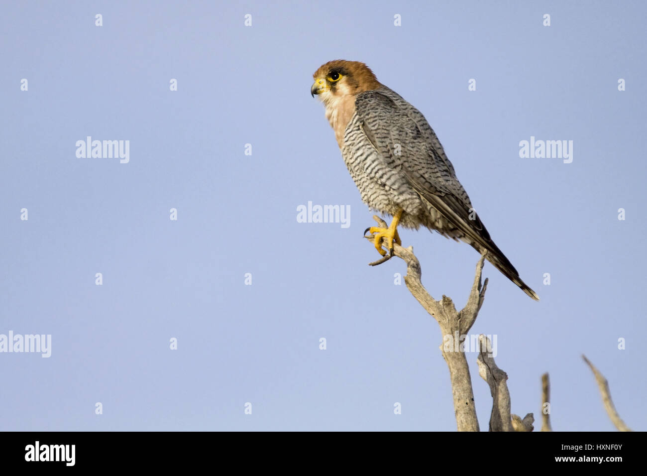 Red neck falcon, lco chicquera - Red headed Falcon, Rothalsfalke | lco chicquera - Red headed Falcon  auf Ast  Kalahari Gemsbock NP, Suedafrika Stock Photo