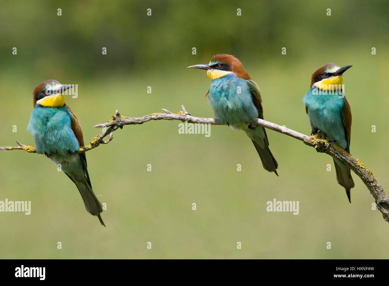 Animals, birds, bee eaters, European Bee-eater, (Merops apiaster) courtship display admission, bee eater on her view vantage point, keep a lookout aft Stock Photo - Alamy Animals, birds, bee eaters, European Bee-eater, (Merops apiaster) courtship display admission, bee eater on her view vantage point, keep a lookout aft Stock Photo - Alamy