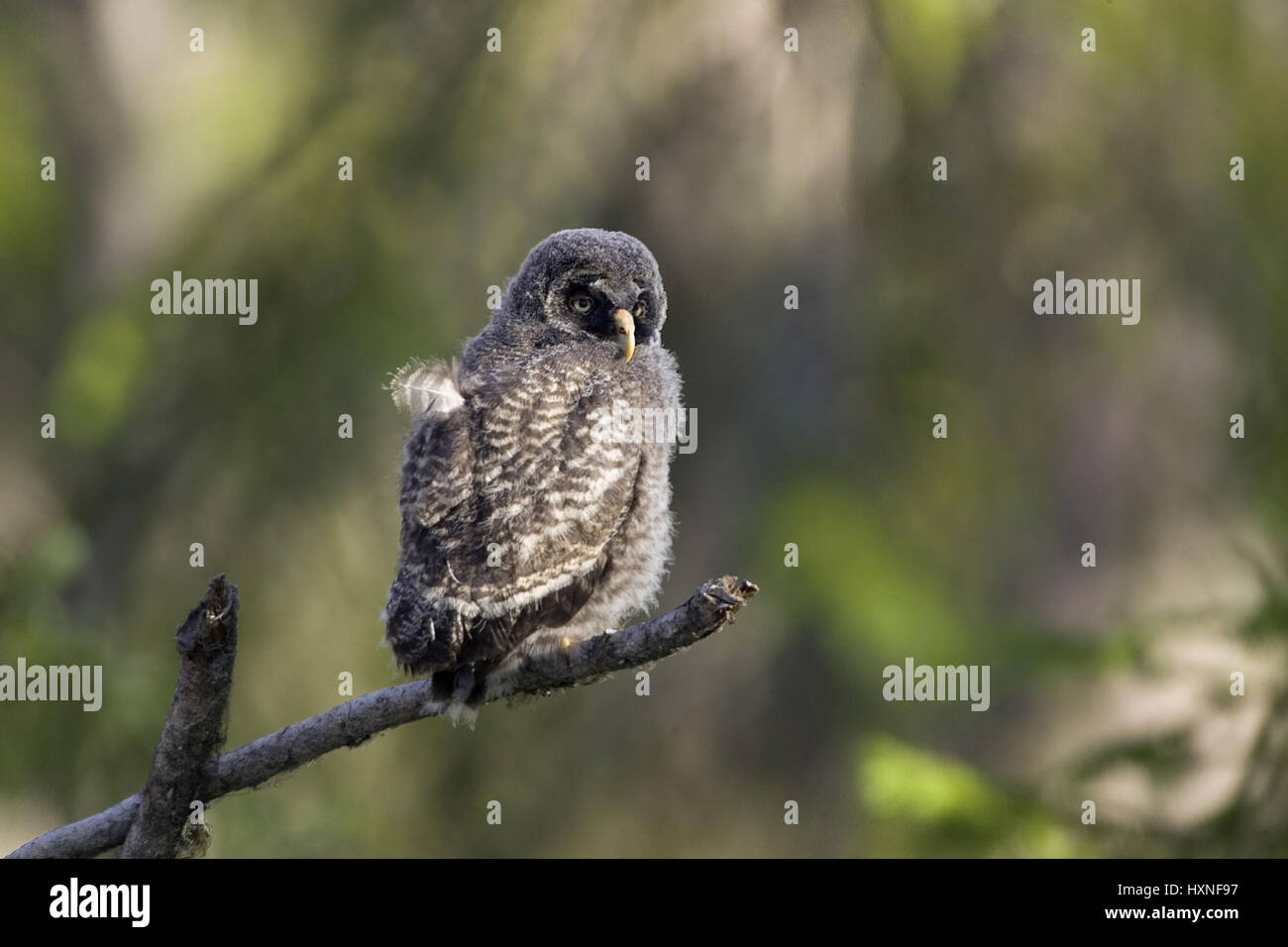 Beard owl Jungvogel waits on a branch seated for feed. Sweden, Bartkauz