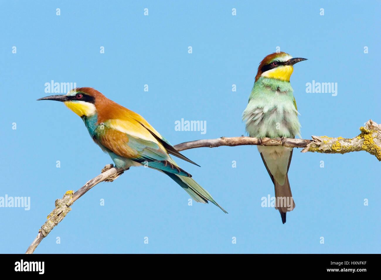 Animals, birds, bee eaters, European Bee-eater, (Merops apiaster) , Tiere, Voegel, Bienenfresser Stock Photo