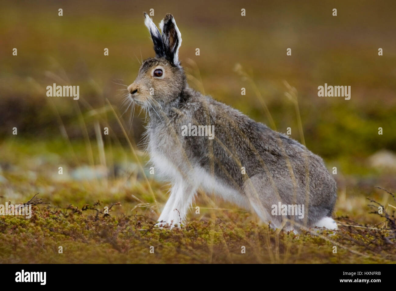 Buck in search of a female hare - autumn , Rammler auf der Suche nach einer Haesin - Herbst 2008 Stock Photo