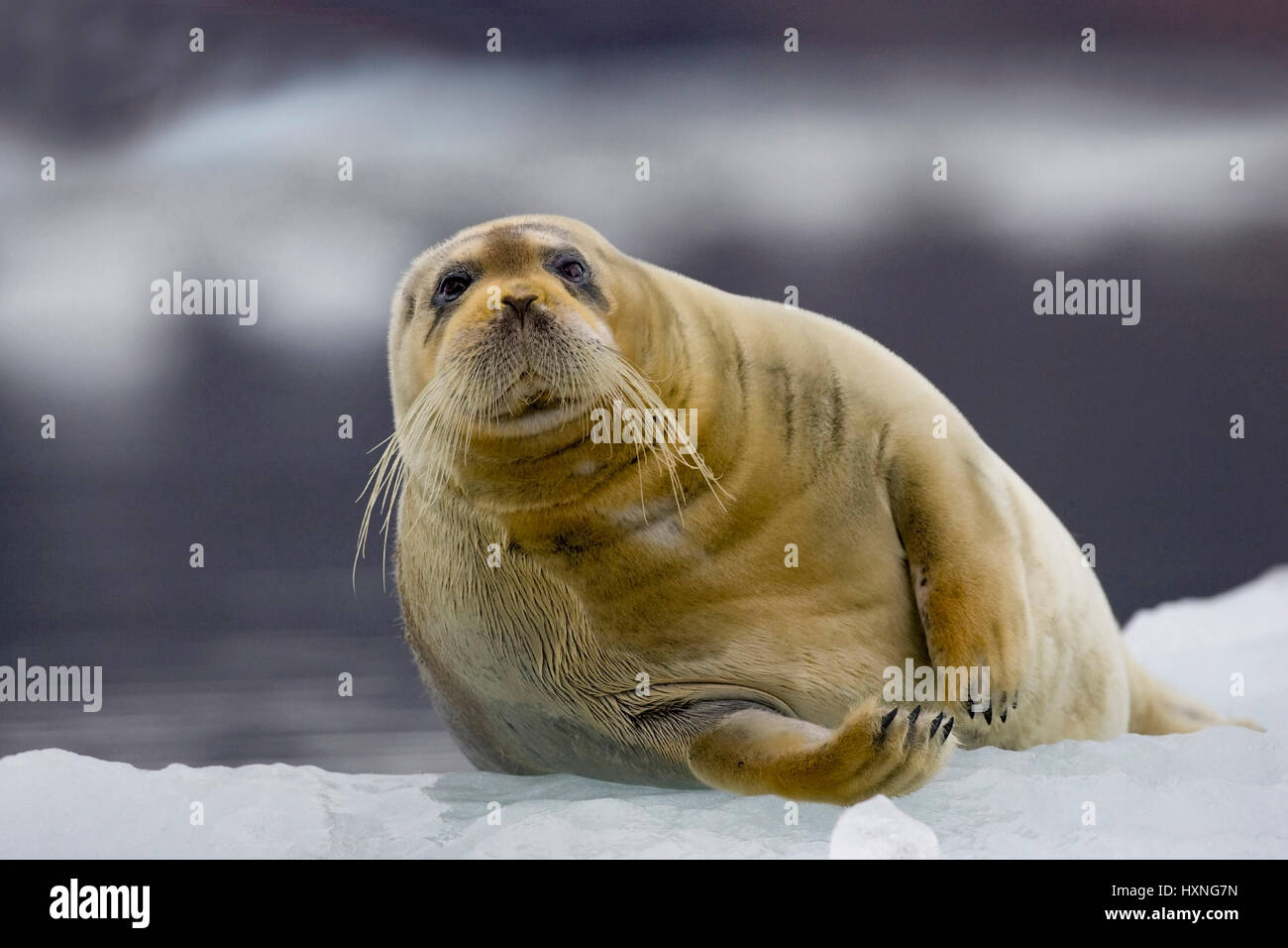 Beard seal, Bartrobbe Stock Photo - Alamy