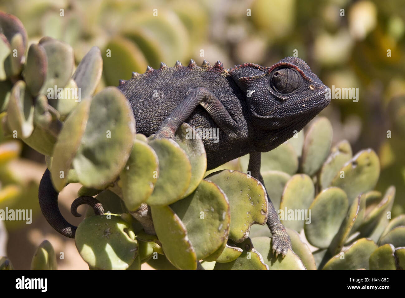 Desert chameleon, Chamaeleo namaquensis , Wuesten Chamaeleon | Chamaeleo namaquensis   lauert auf Beute   Swakopmund Namibia Stock Photo