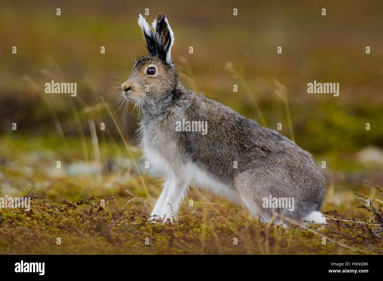 Buck in search of a female hare - autumn , Rammler auf der Suche nach einer Haesin - Herbst 2008 Stock Photo