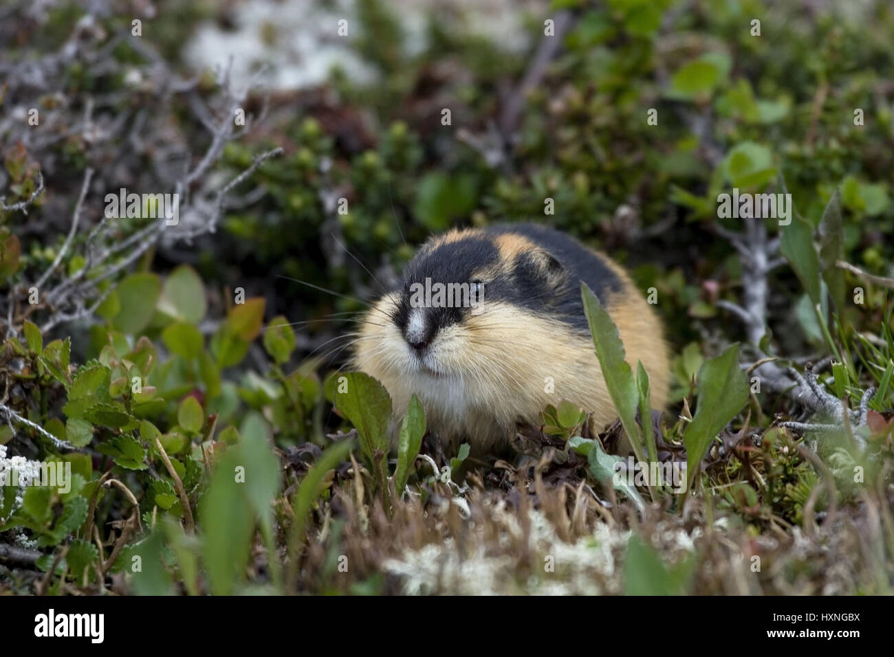 Norwegian Lemming (Lemmus lemmus), Setesdal Vesthei - Ryfylkeheiane  Landscape Conservation Area