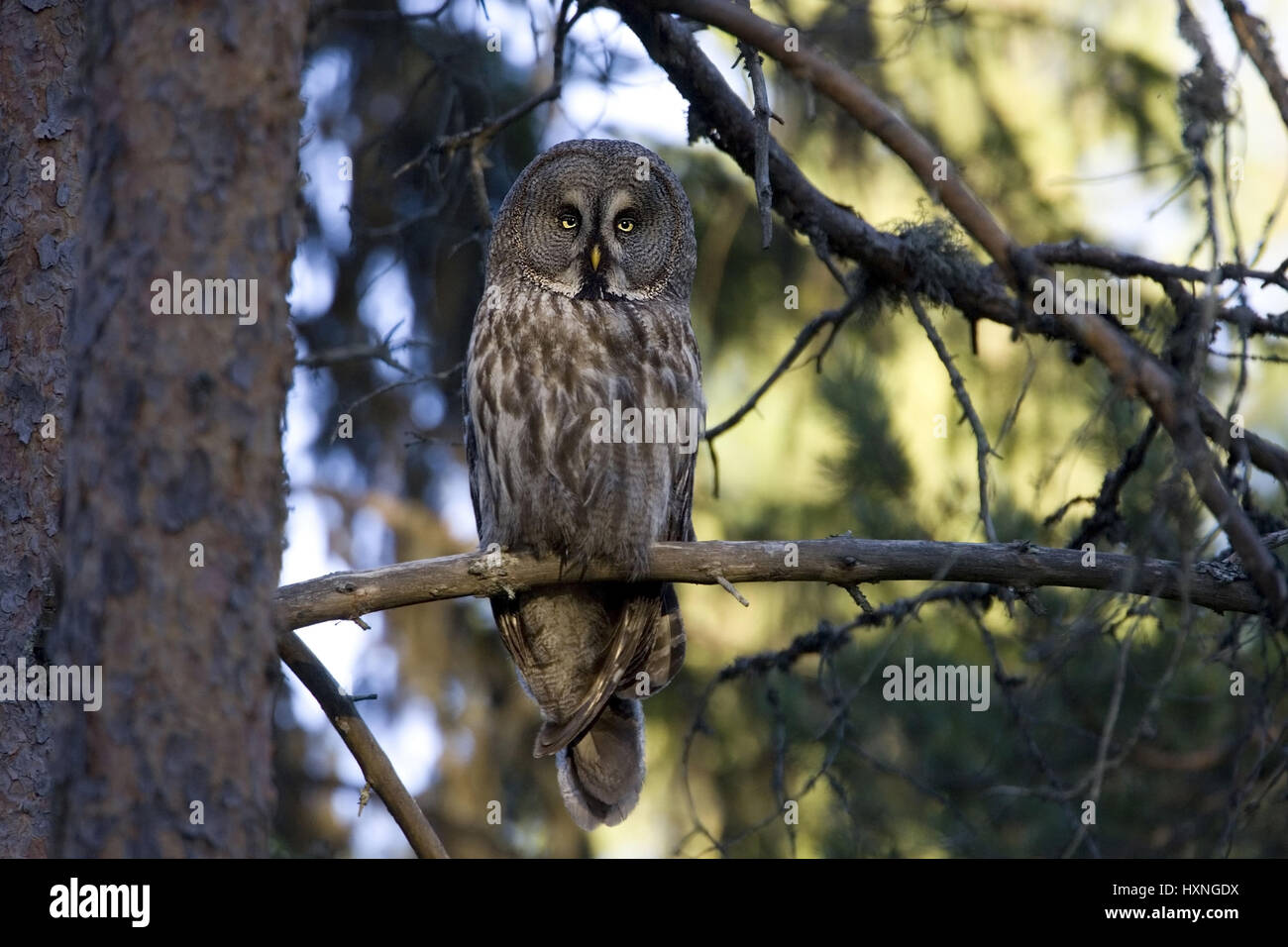 Old bird sits well in disguise in spruce. Sweden, Altvogel sitzt gut getarnt in Fichte. Schweden Stock Photo