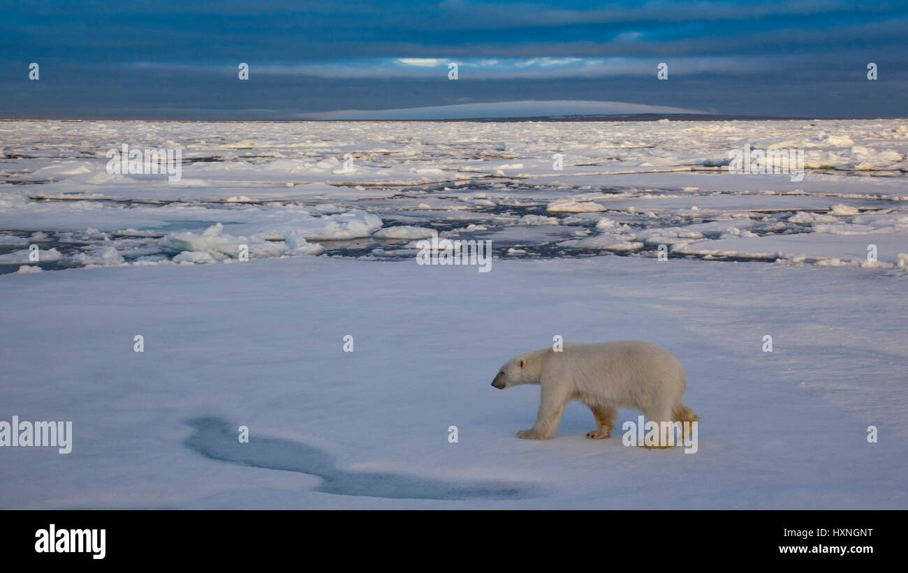 Polar bear, Eisbär Stock Photo