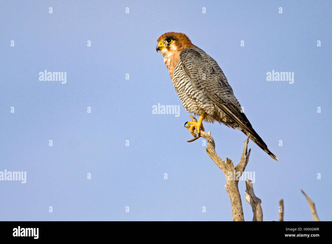 Red neck falcon, lco chicquera - Red headed Falcon, Rothalsfalke | lco ...