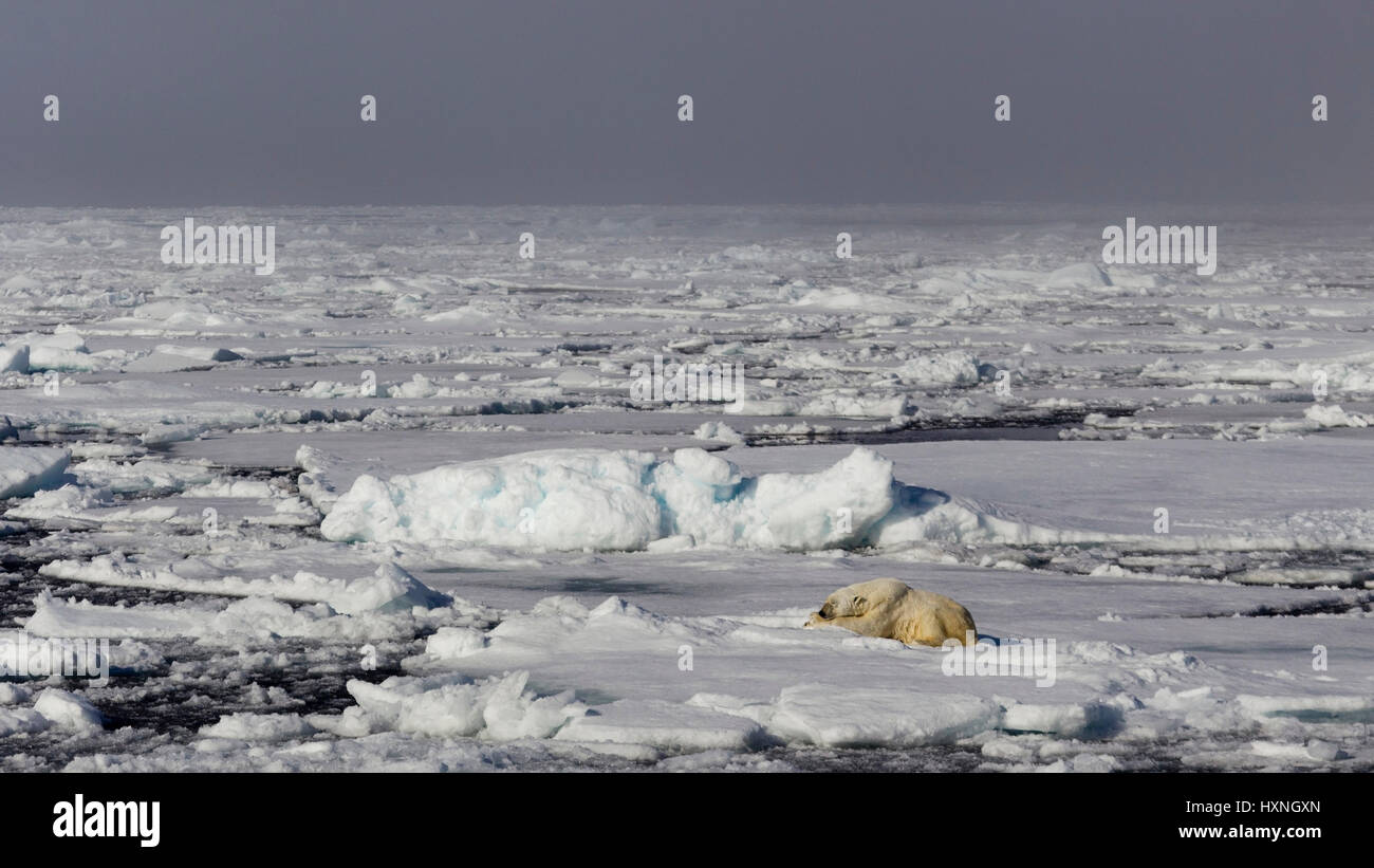 Polar bear, Eisbär Stock Photo