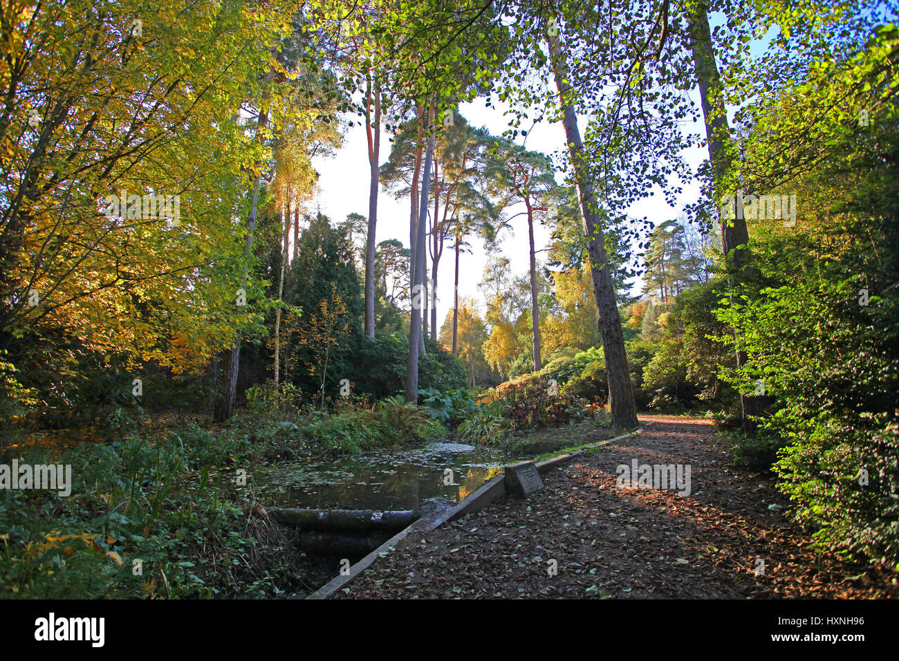 Peace Garden and Autumn Colour, Tilgate Park and Forest, Crawley, West Sussex. UK Stock Photo