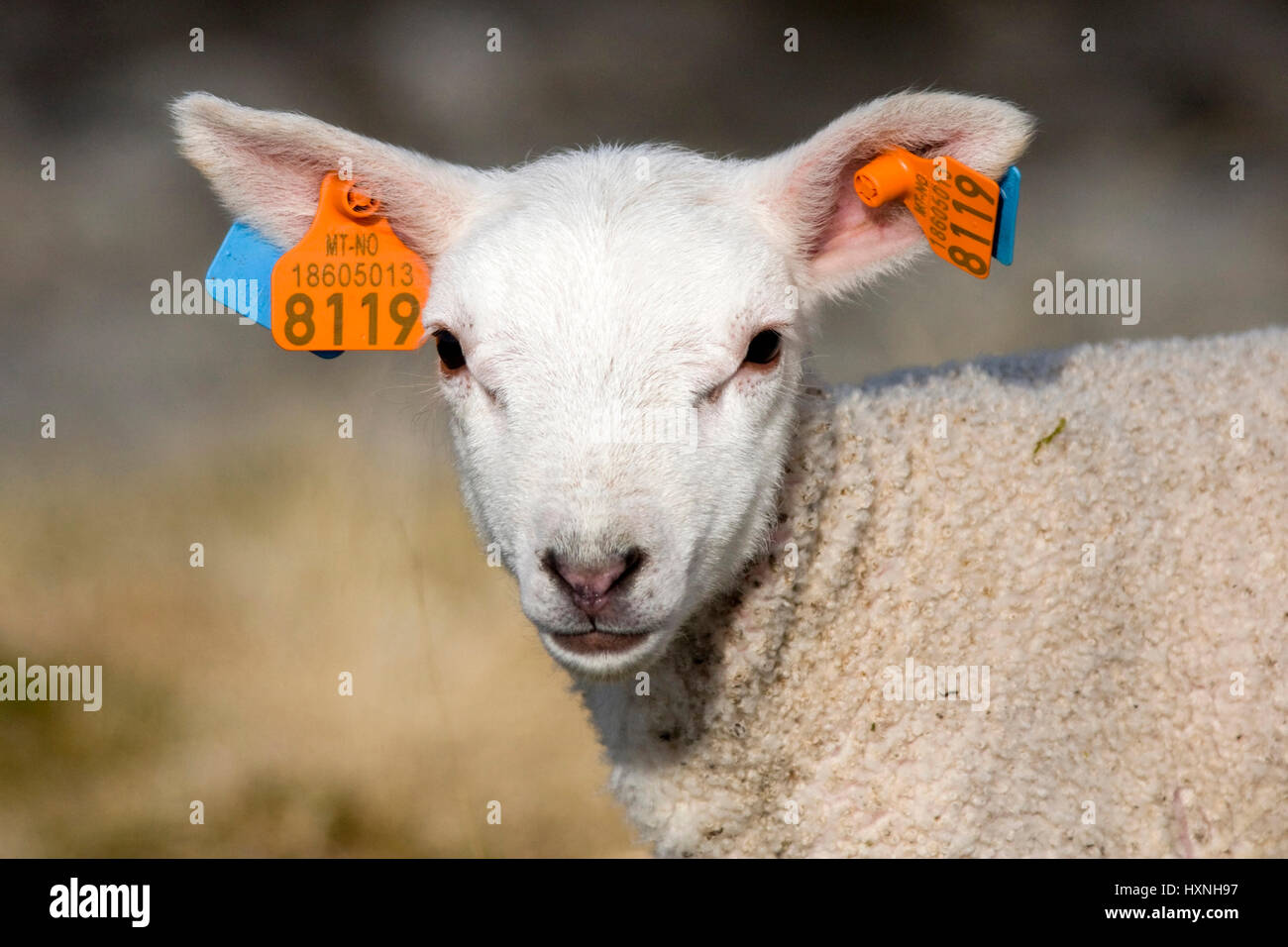 Young lamb vesehenes with ear brands, Lofoten, Norway, Junges mit Ohrmarken vesehenes Lamm, Norwegen Stock Photo
