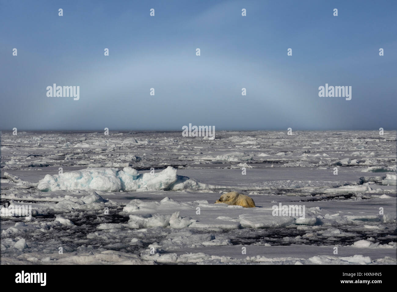 Polar bear before nebulous curve, Eisbär vor Nebelbogen Stock Photo