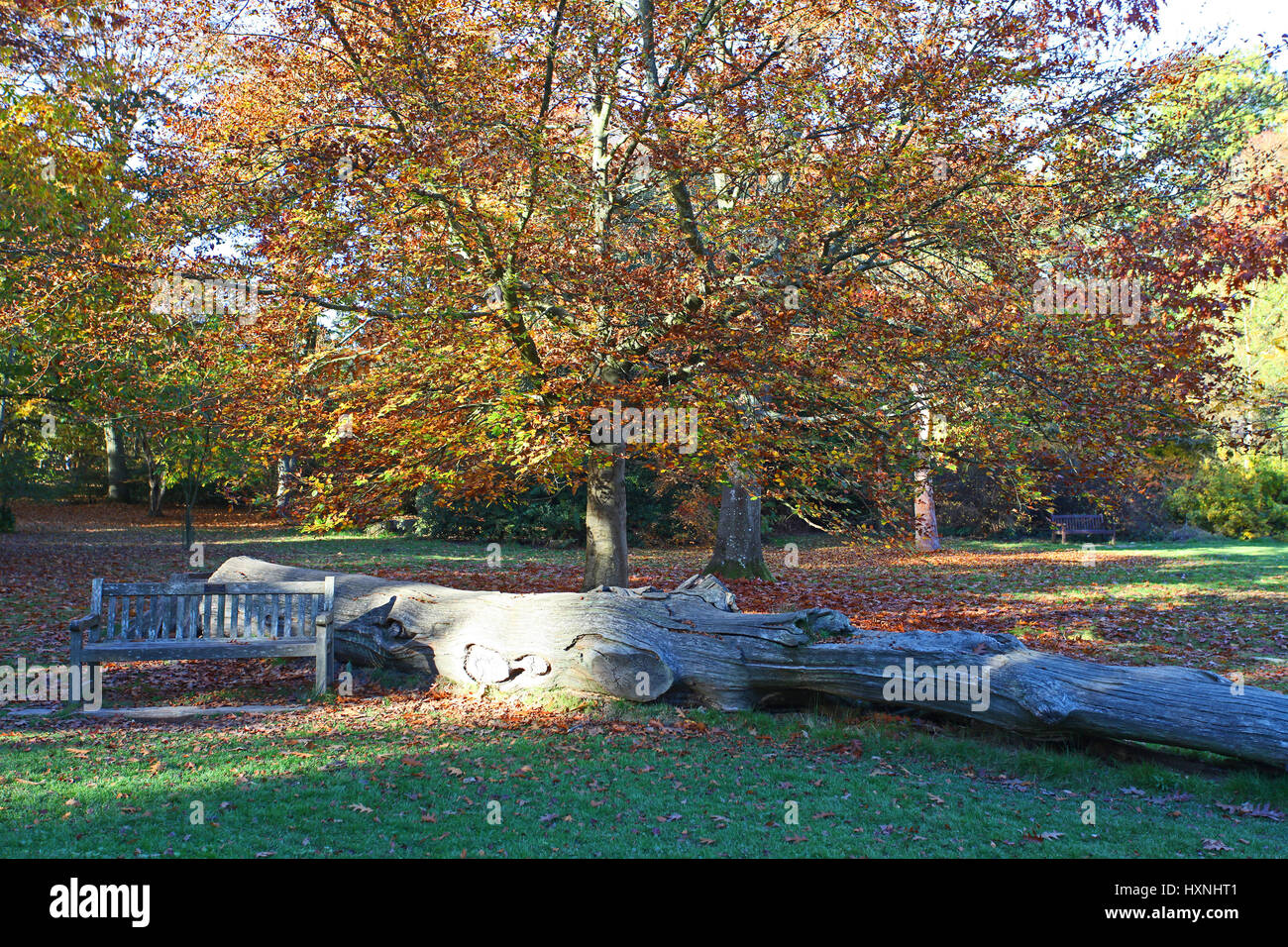 Autumn Colour, Tilgate Park and Forrest, Crawley, West Sussex. UK Stock Photo