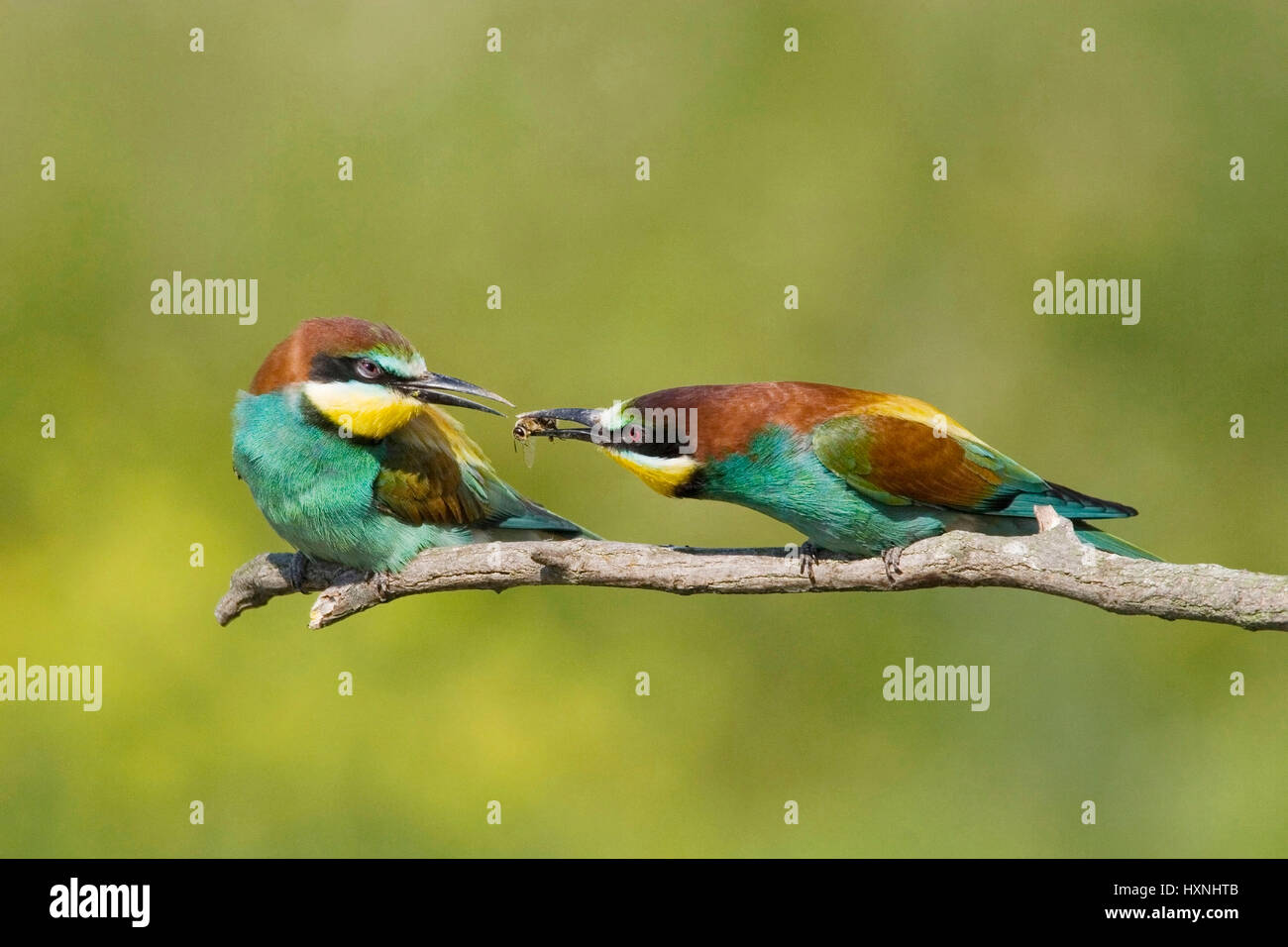 Animals, birds, bee eaters, European Bee-eater, (Merops apiaster) courtship display admission, little man offers female to feed, Tiere, Voegel, Bienen Stock Photo