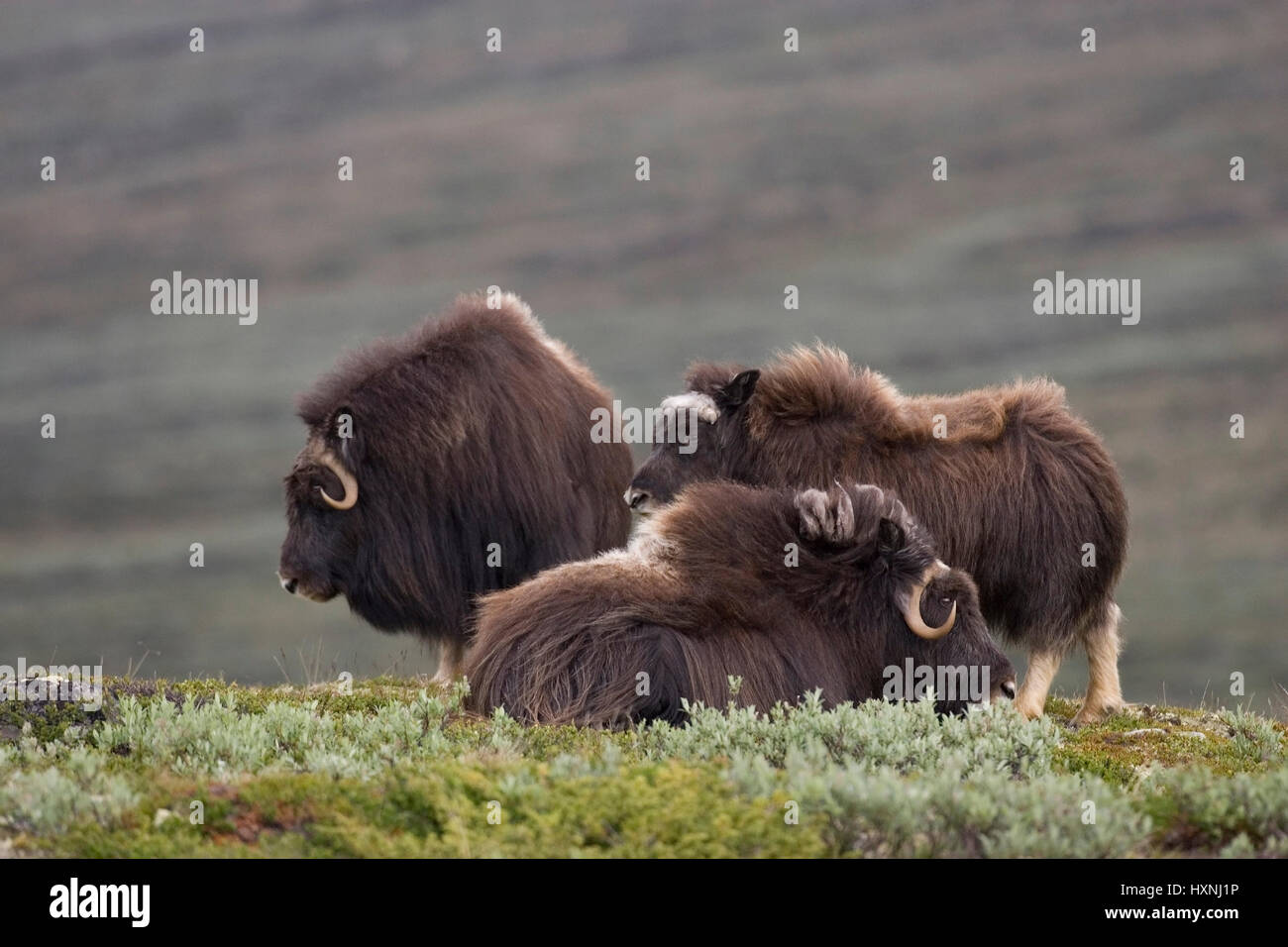 Musk oxen quiescent and standing in the tundra. Dovrefjell NP Norway, Moschusochsen ruhend und stehend in der tundra.Dovrefjell NP Norwegen Stock Photo