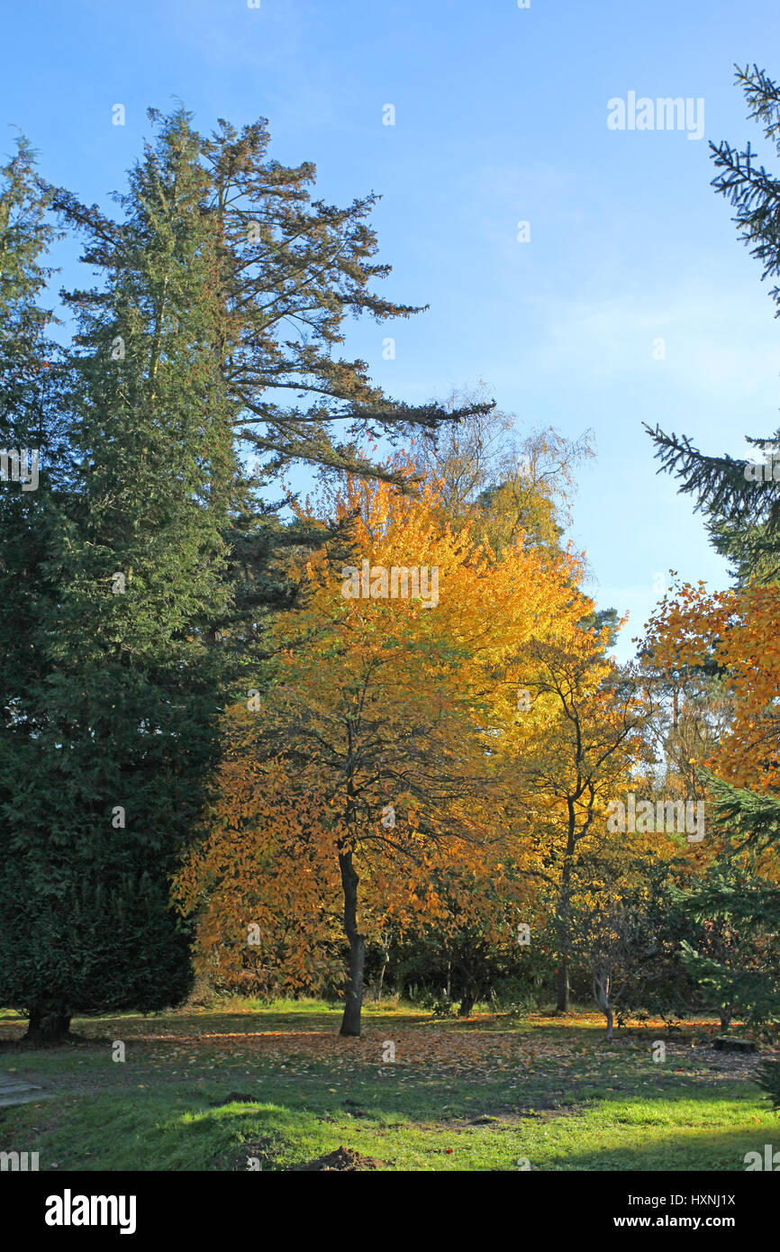 Autumn Colour, Tilgate Park and Forrest, Crawley, West Sussex. UK Stock Photo