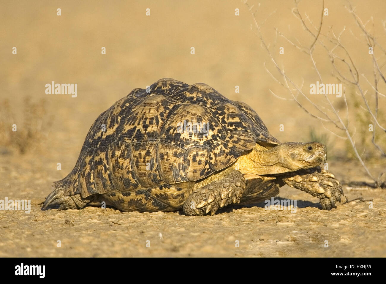 Panther's tortoise, leopard Tortoise - Geochelone pardalis, Pantherschildkroete | Leopard Tortoise - Geochelone pardalis  laufend    Kalahari Gemsbock Stock Photo