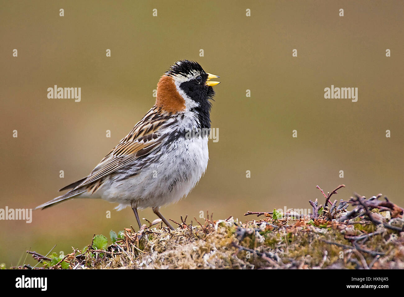 Spur bunting little man, Lapland Bunting paints, Spornammer Maennchen | Lapland Bunting male Stock Photo
