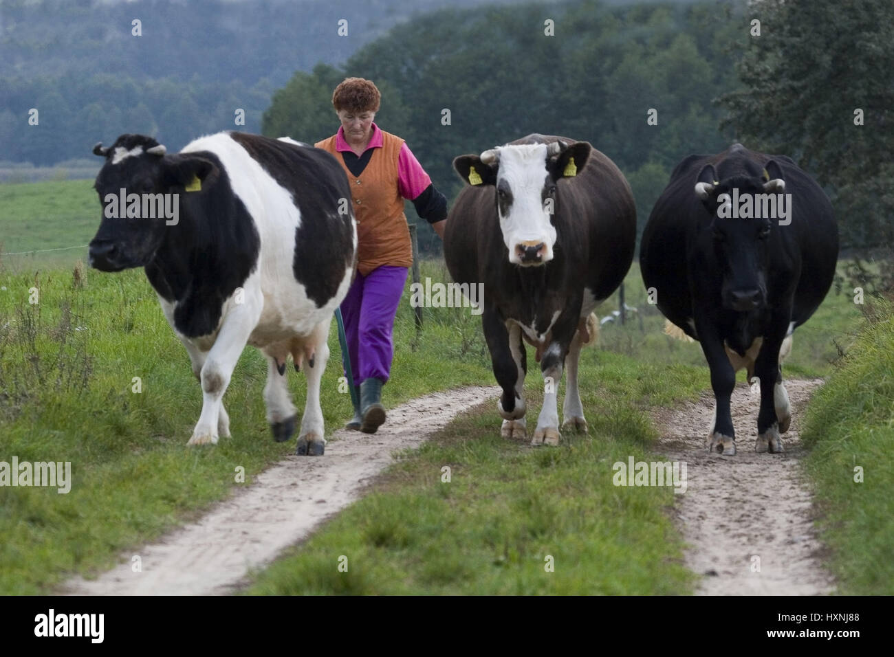 The Masurische farmer Skok Danuta does her cows home. Masuria Poland, Die Masurische Bäuerin Skok Danuta treibt ihre Kühe nach Hause.Masuren Polen Stock Photo