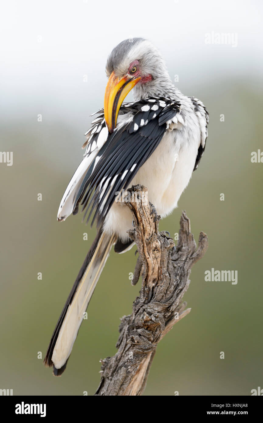Southern yellow-billed hornbill (Tockus leucomelas) perched on dead tree stump, cleaning feathers, Kruger National Park, South Africa. Stock Photo