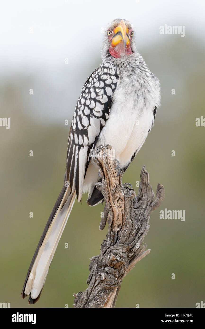 Southern yellow-billed hornbill (Tockus leucomelas) perched on dead tree stump, looking at camera, Kruger National Park, South Africa. Stock Photo