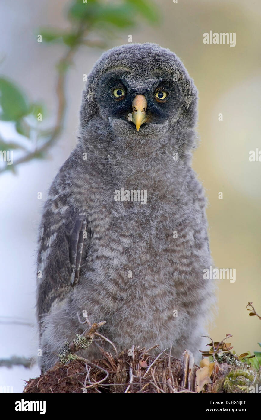 Beard owl Jungvogel waits on a branch seated for feed. Sweden, Bartkauz