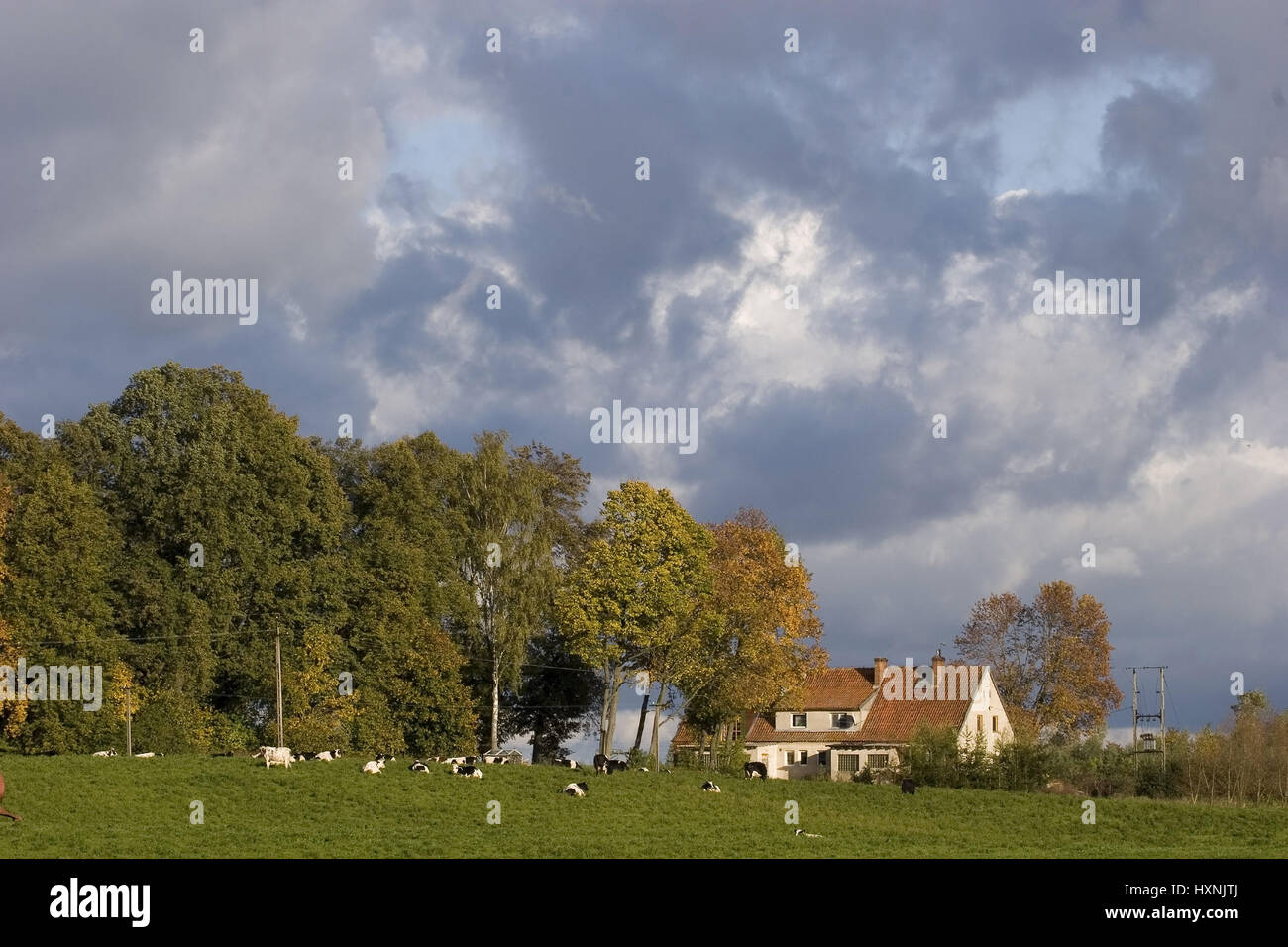 Cows on the pasture with farm. Masuria Poland, Kühe auf der Weide mit Bauernhof.Masuren Polen Stock Photo