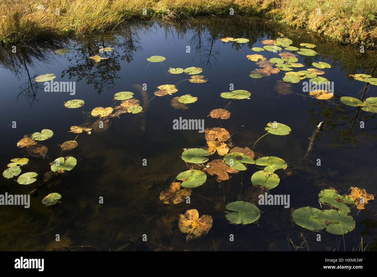 Small pond with pond roses in Masuria Poland, Kleiner Teich mit