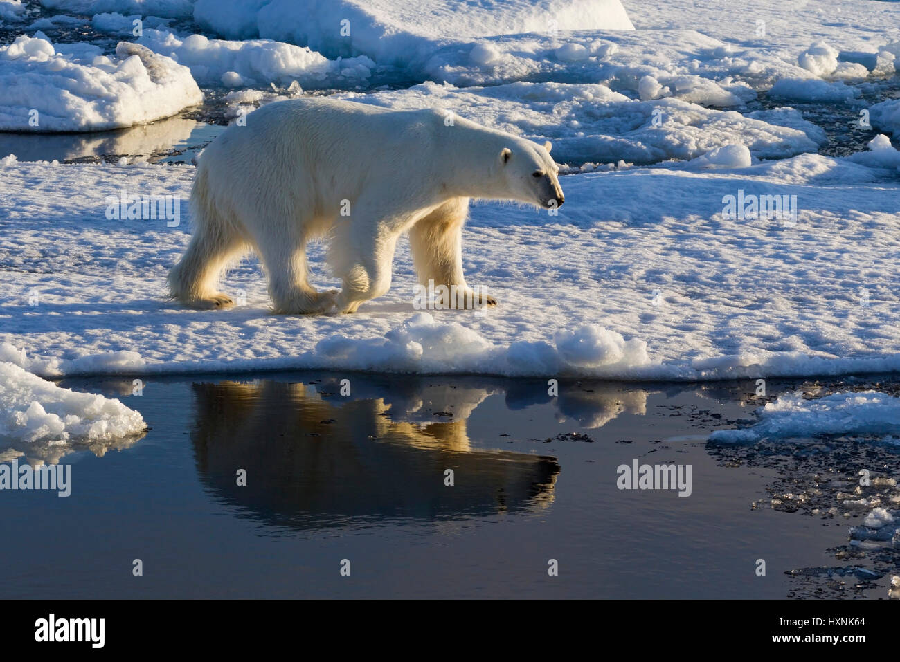 Polar bear, Eisbär Stock Photo