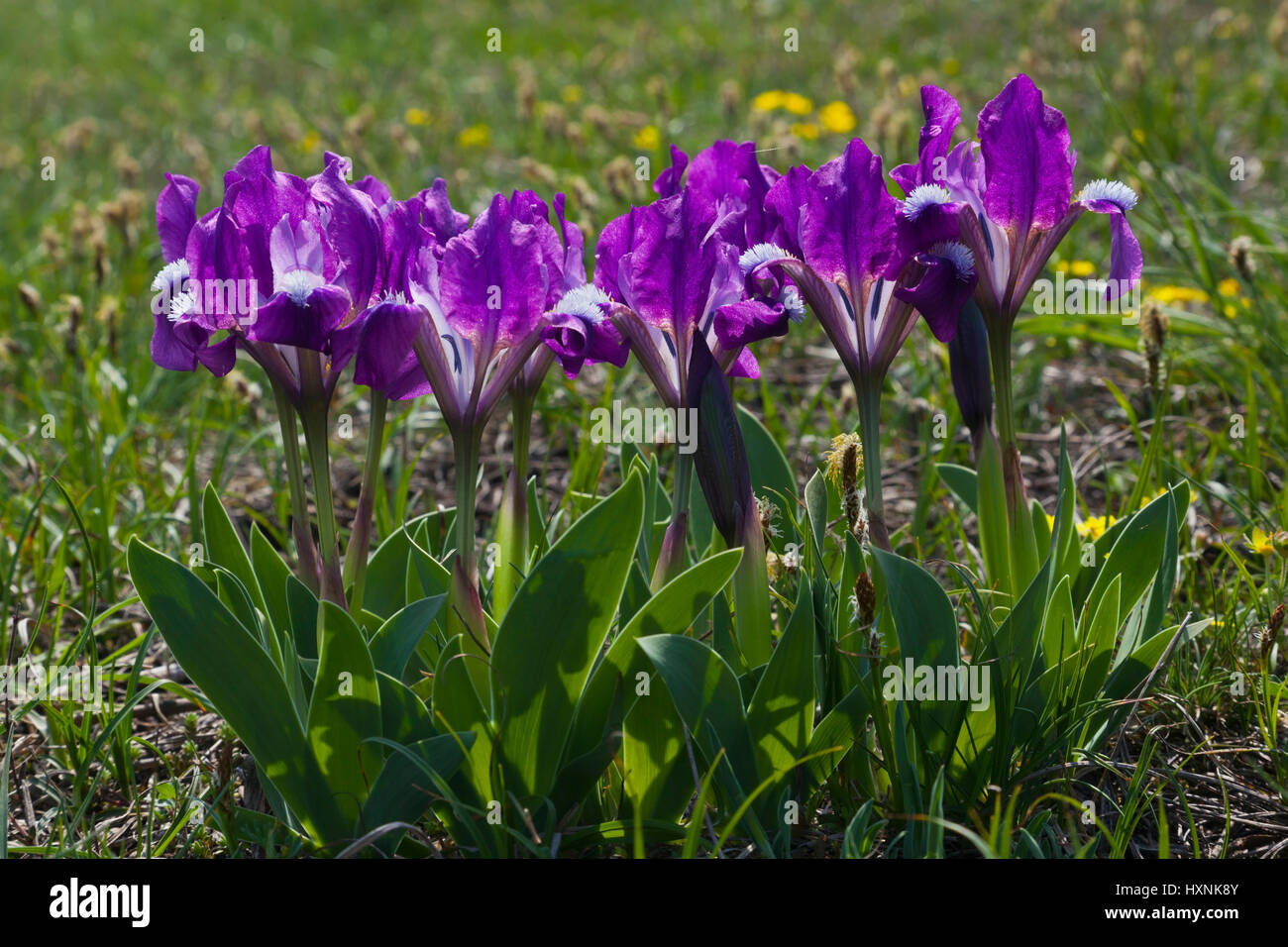 blue midget iris, blaue Zwerg-Schwertlilie Stock Photo