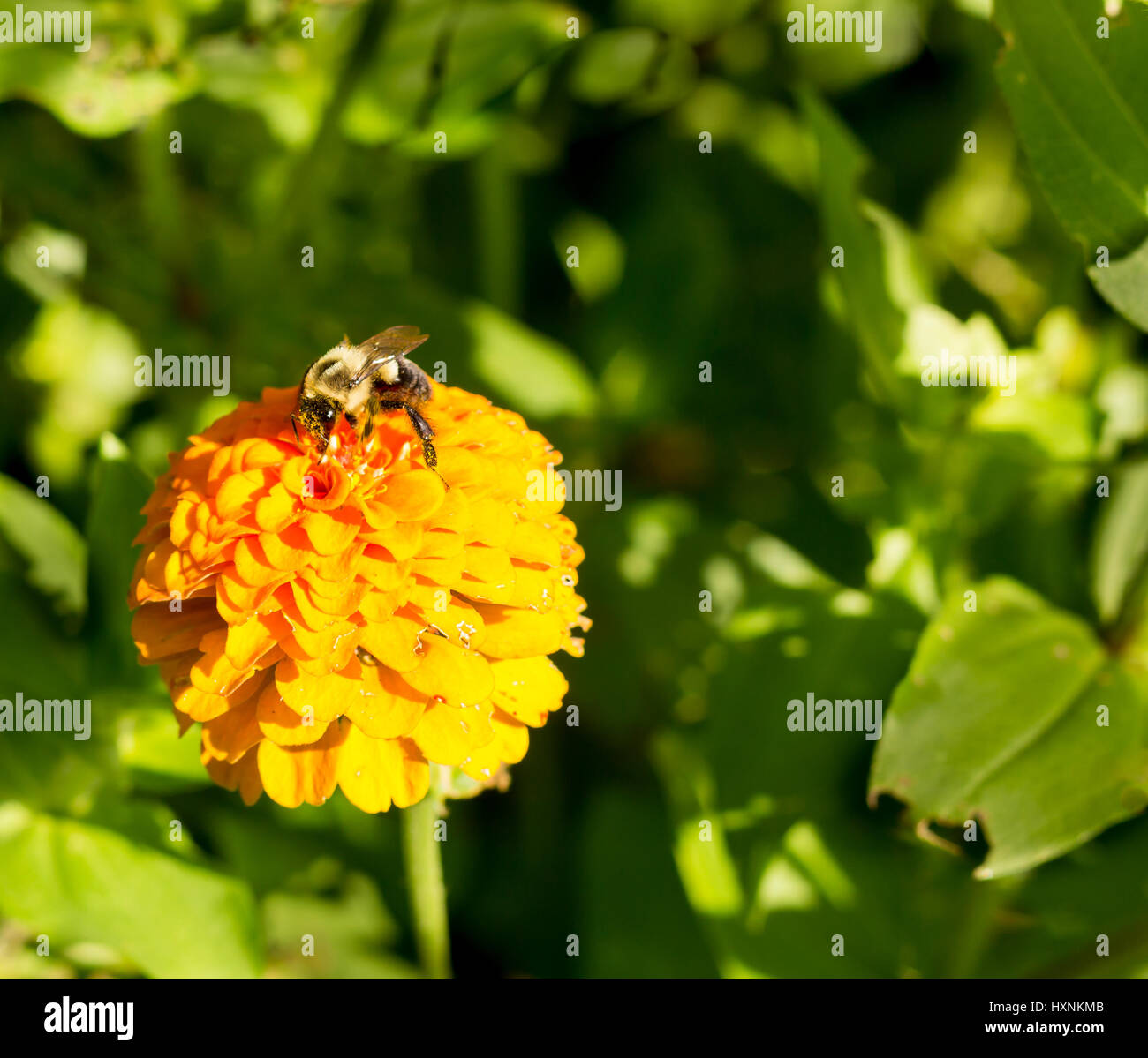 honey bee on orange yellow flower with pollen sacs Stock Photo Alamy