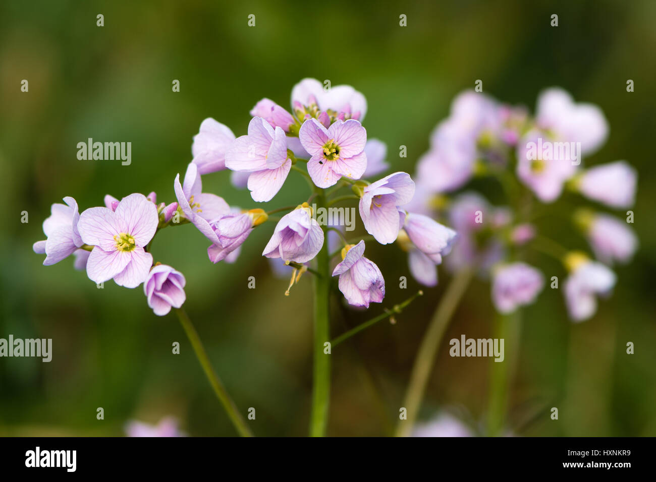 Cuckooflower or lady's smock (Cardamine pratensis) flower spikes. Perennial plant in the cabbage family (Brassicaceae), flowering in Spring in the UK Stock Photo