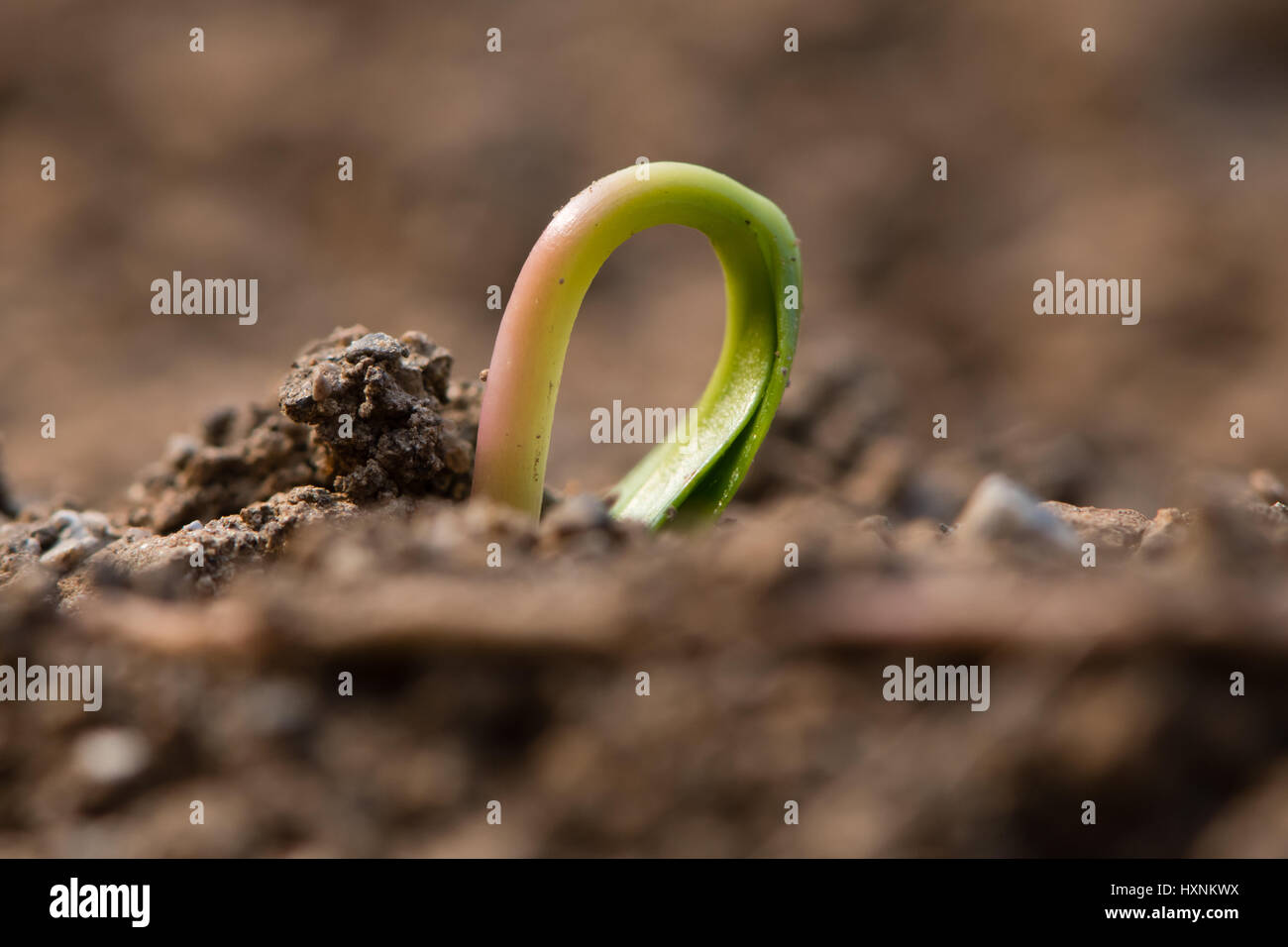 Sycamore (Acer pseudoplatanus) seedling emerging from earth. Germinating eudicot plant with embryonic leaves still partially buried in soil Stock Photo