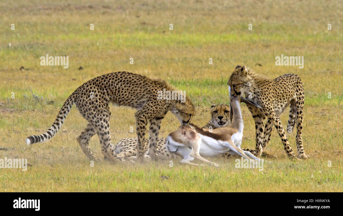 Gepard  Acinonyx  jubatus  Cheetah  Geparden mit erbeutetem Springbock  Kalahari Suedafrika Stock Photo