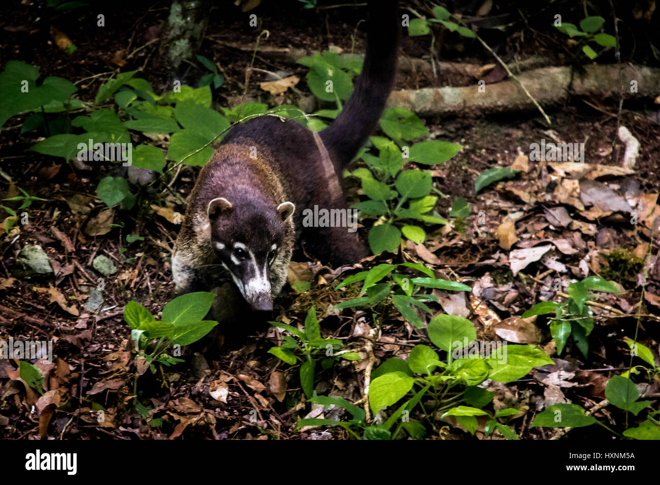 Coatimundi Raccoon at Tikal National Park - Guatemala Stock Photo