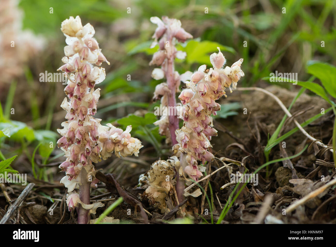 Toothwort (Lathraea squamaria) plant in flower. Group of parasitic plants with pink flowers in the family Orobanchaceae, infecting willow (Salix sp) Stock Photo