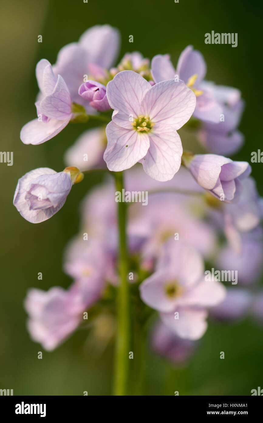 Cuckooflower or lady's smock (Cardamine pratensis) flower spike. Perennial plant in the cabbage family (Brassicaceae), flowering in Spring in the UK Stock Photo