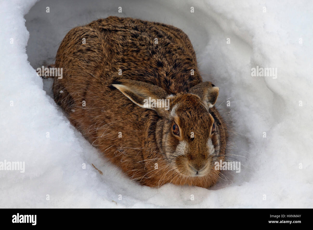 Field hare in Sasse in the snow, Austria, Feldhase in Sasse im Schnee Stock  Photo - Alamy