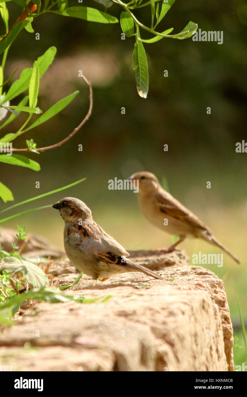 Bird Ready To Fly High Resolution Stock Photography And Images Alamy Bird Ready To Fly High Resolution Stock Photography And Images Alamy