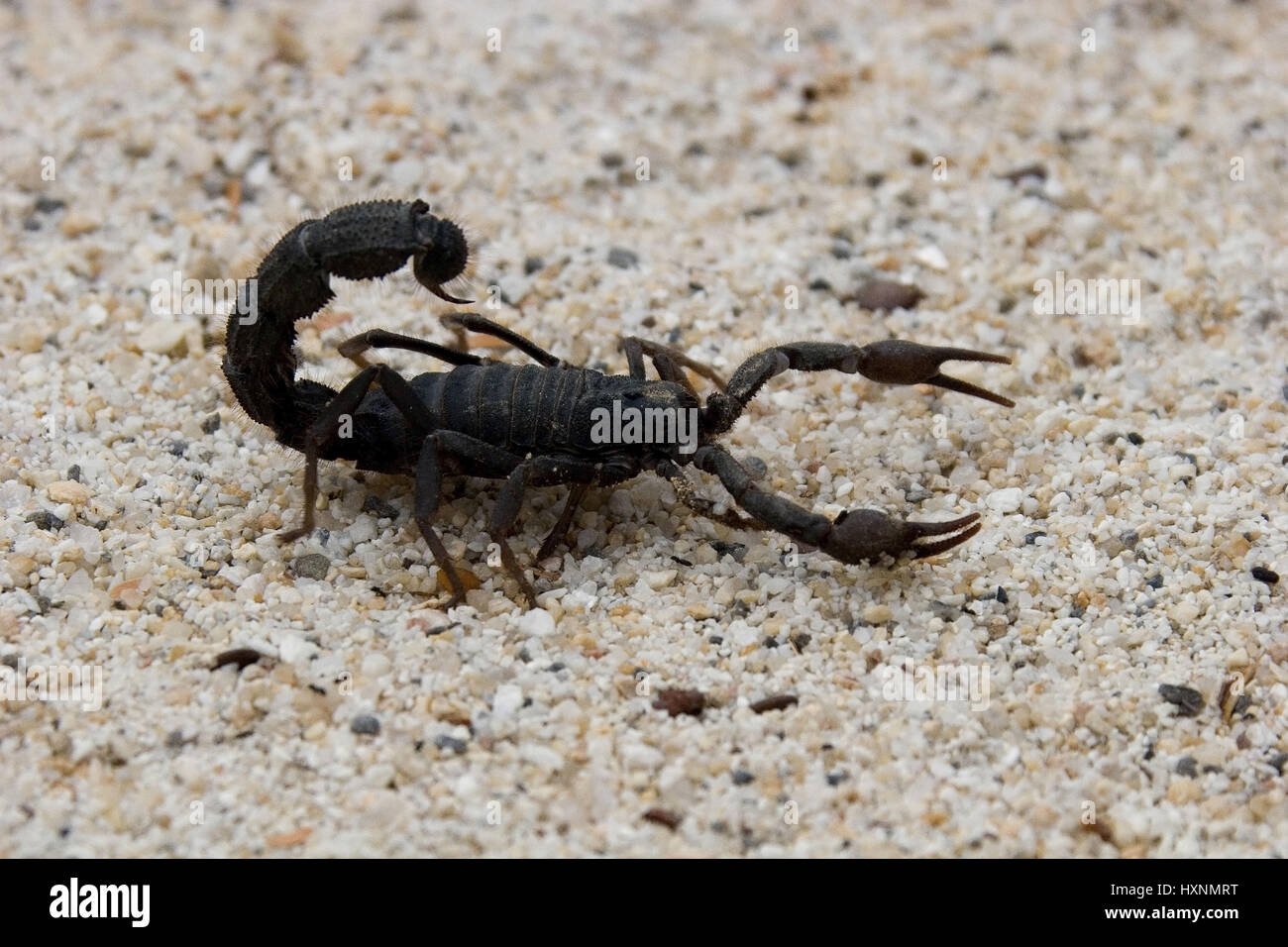 Hairy Dick's tail, P. villosus, Haariger Dickschwanz | P. villosus  ein giftiger Skorpion  Namibia Stock Photo